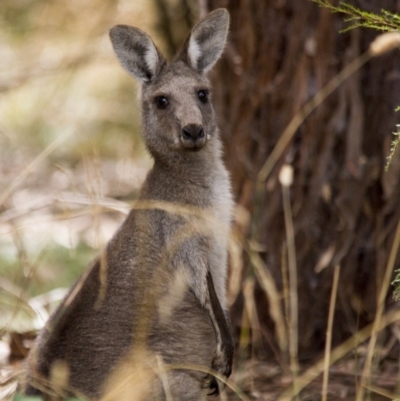 Macropus giganteus (Eastern Grey Kangaroo) at Kingston, ACT - 5 Feb 2017 by AlisonMilton