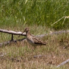 Gallinago hardwickii (Latham's Snipe) at Fyshwick, ACT - 5 Feb 2017 by AlisonMilton