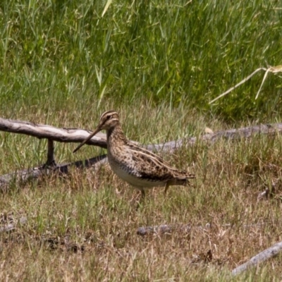 Gallinago hardwickii (Latham's Snipe) at Jerrabomberra Wetlands - 5 Feb 2017 by AlisonMilton