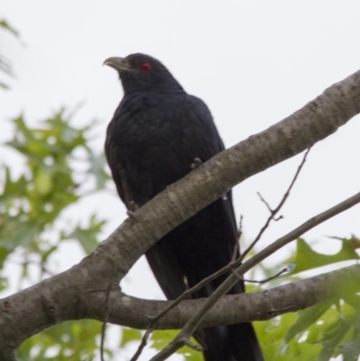 Eudynamys orientalis (Pacific Koel) at Higgins, ACT - 4 Feb 2017 by Alison Milton