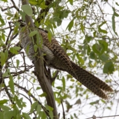 Eudynamys orientalis (Pacific Koel) at Higgins, ACT - 5 Feb 2017 by AlisonMilton