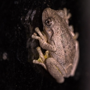 Litoria peronii at Murrumbateman, NSW - 7 Feb 2017