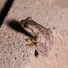 Litoria peronii at Murrumbateman, NSW - 7 Feb 2017