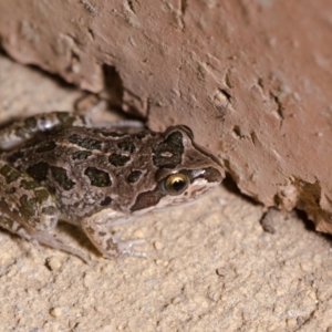 Limnodynastes tasmaniensis at Murrumbateman, NSW - 7 Feb 2017 08:22 PM