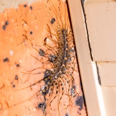 Scutigeridae (family) (A scutigerid centipede) at Murrumbateman, NSW - 7 Feb 2017 by SallyandPeter