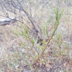 Indigofera adesmiifolia (Tick Indigo) at Watson, ACT - 8 Feb 2017 by JustinHurleyLey