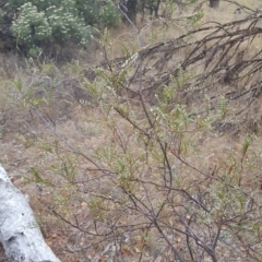 Indigofera adesmiifolia at Watson, ACT - 8 Feb 2017 07:49 AM