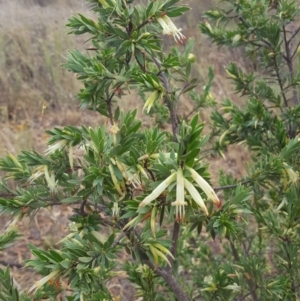 Styphelia triflora at Watson, ACT - 8 Feb 2017 07:46 AM