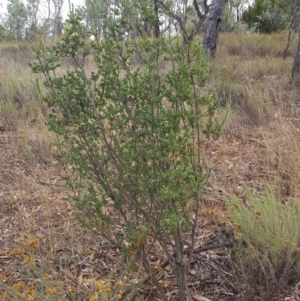 Styphelia triflora at Watson, ACT - 8 Feb 2017