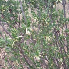 Styphelia triflora at Watson, ACT - 8 Feb 2017