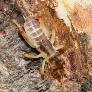 Paragryllacris sp. (genus) at Gungahlin, ACT - 8 Feb 2017