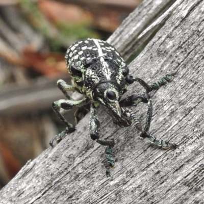 Chrysolopus spectabilis (Botany Bay Weevil) at Paddys River, ACT - 8 Feb 2017 by JohnBundock