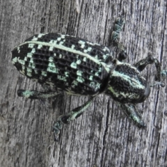 Chrysolopus spectabilis at Paddys River, ACT - 8 Feb 2017 11:54 AM