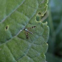 Dolichopodidae (family) (Unidentified Long-legged fly) at Murrumbateman, NSW - 8 Feb 2017 by SallyandPeter