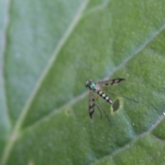 Dolichopodidae (family) at Murrumbateman, NSW - 9 Feb 2017