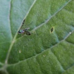 Dolichopodidae (family) at Murrumbateman, NSW - 9 Feb 2017 06:41 AM