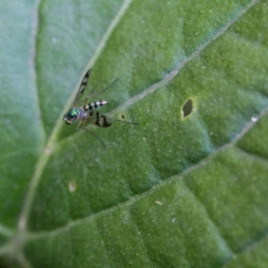 Dolichopodidae (family) at Murrumbateman, NSW - 9 Feb 2017 06:41 AM