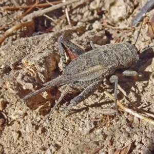 Teleogryllus sp. (genus) at Molonglo Valley, ACT - 9 Feb 2017