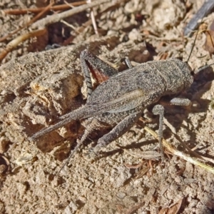 Teleogryllus sp. (genus) at Molonglo Valley, ACT - 9 Feb 2017 10:48 AM
