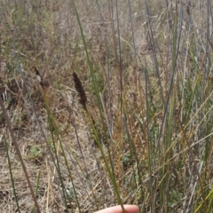 Carex tereticaulis (Poongort) at Whitlam, ACT - 9 Feb 2017 by JustinHurleyLey