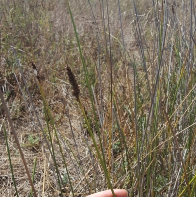 Carex tereticaulis (Poongort) at Whitlam, ACT - 9 Feb 2017 by JustinHurleyLey