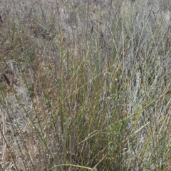 Carex tereticaulis at Whitlam, ACT - 9 Feb 2017