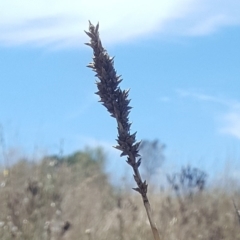 Carex tereticaulis at Whitlam, ACT - 9 Feb 2017