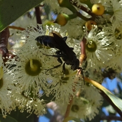Pompilidae (family) - 1 Jan 1900 by galah681