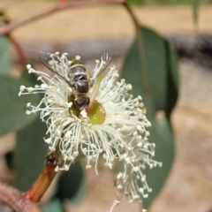 Villa sp. (genus) (Unidentified Villa bee fly) at Molonglo Valley, ACT - 9 Feb 2017 by galah681
