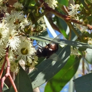 Rutilia sp. (genus) at Molonglo Valley, ACT - 9 Feb 2017