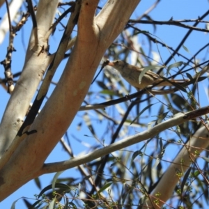 Acrocephalus australis at Forde, ACT - 9 Feb 2017 12:00 AM