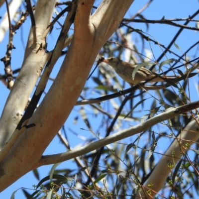 Acrocephalus australis (Australian Reed-Warbler) at Forde, ACT - 9 Feb 2017 by Qwerty