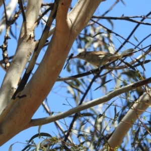 Acrocephalus australis at Forde, ACT - 9 Feb 2017 12:00 AM