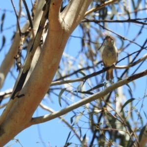 Acrocephalus australis at Forde, ACT - 9 Feb 2017 12:00 AM