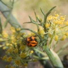 Coccinella transversalis at Stromlo, ACT - 29 Jan 2017 05:26 PM