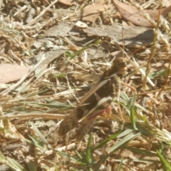 Gastrimargus musicus (Yellow-winged Locust or Grasshopper) at Stromlo, ACT - 29 Jan 2017 by MichaelMulvaney