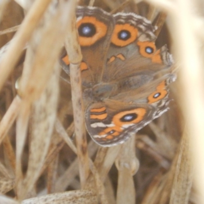 Junonia villida (Meadow Argus) at Crace, ACT - 6 Feb 2017 by MichaelMulvaney