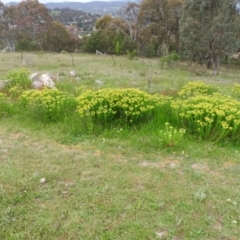 Euphorbia oblongata at Fadden, ACT - 29 Oct 2016 11:41 AM