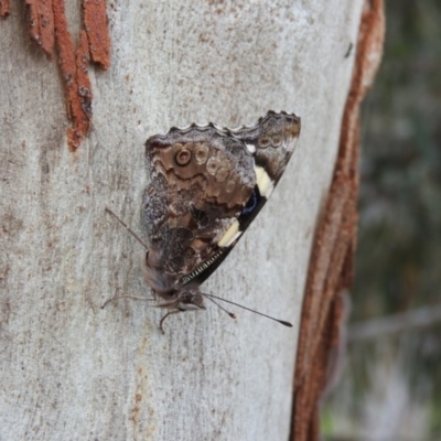 Vanessa itea (Yellow Admiral) at Fadden, ACT - 29 Oct 2016 by RyuCallaway