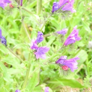 Echium plantagineum at Fadden, ACT - 29 Oct 2016