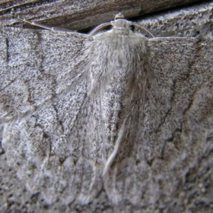 Crypsiphona ocultaria at Kambah, ACT - 8 Feb 2017