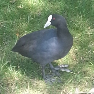 Fulica atra at Greenway, ACT - 9 Feb 2017