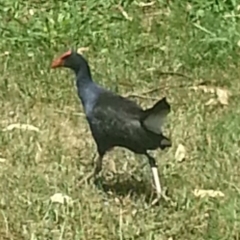 Porphyrio melanotus (Australasian Swamphen) at Greenway, ACT - 9 Feb 2017 by MatthewFrawley