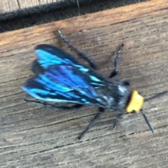 Scolia (Discolia) verticalis at Coombs, ACT - 9 Feb 2017 09:11 PM