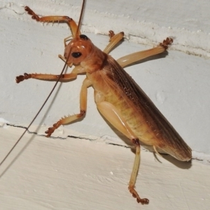 Gryllacrididae sp. (family) at Wanniassa, ACT - 9 Feb 2017