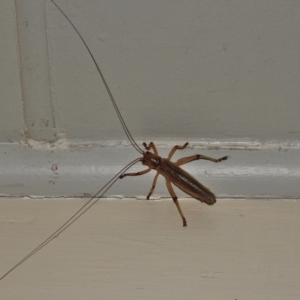 Gryllacrididae (family) at Wanniassa, ACT - 9 Feb 2017 09:08 PM