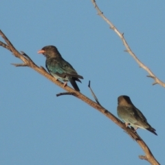 Eurystomus orientalis (Dollarbird) at Point Hut to Tharwa - 4 Feb 2017 by MichaelBedingfield