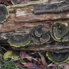 Trametes versicolor (Turkey Tail) at Tidbinbilla Nature Reserve - 8 Feb 2017 by JohnBundock