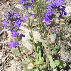 Ajuga australis (Austral Bugle) at Kambah, ACT - 6 Nov 2009 by MatthewFrawley