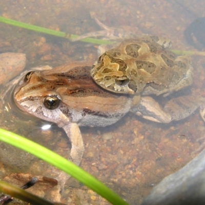 Crinia signifera (Common Eastern Froglet) at Chifley, ACT - 22 Jan 2012 by MatthewFrawley